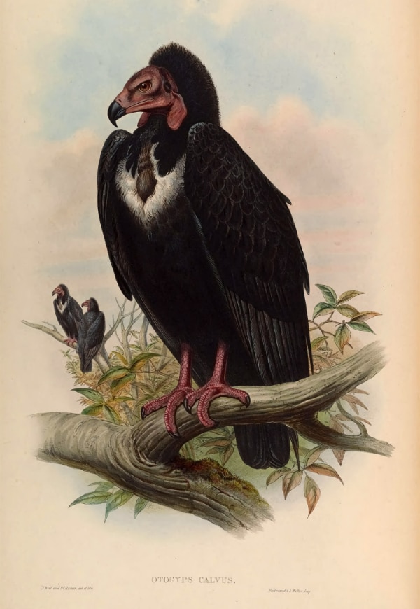 illustration of the red-headed vulture