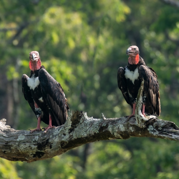 red-headed vultures pair