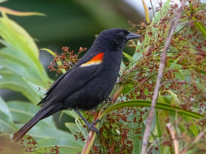 Red-shouldered blackbird (Agelaius assimilis)