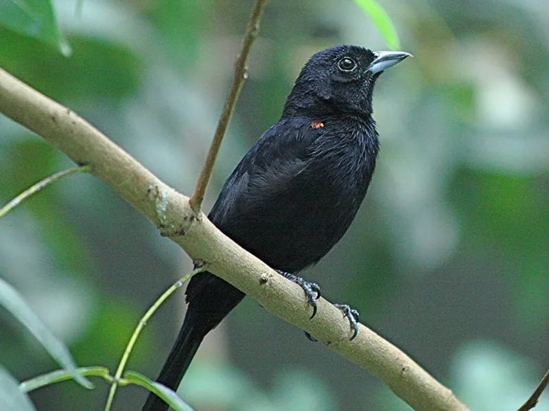 Red-shouldered tanager (Tachyphonus phoenicius)