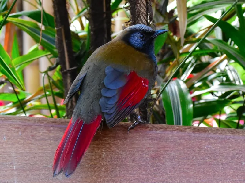 Red-winged laughingthrush displaying vibrant wing coverts