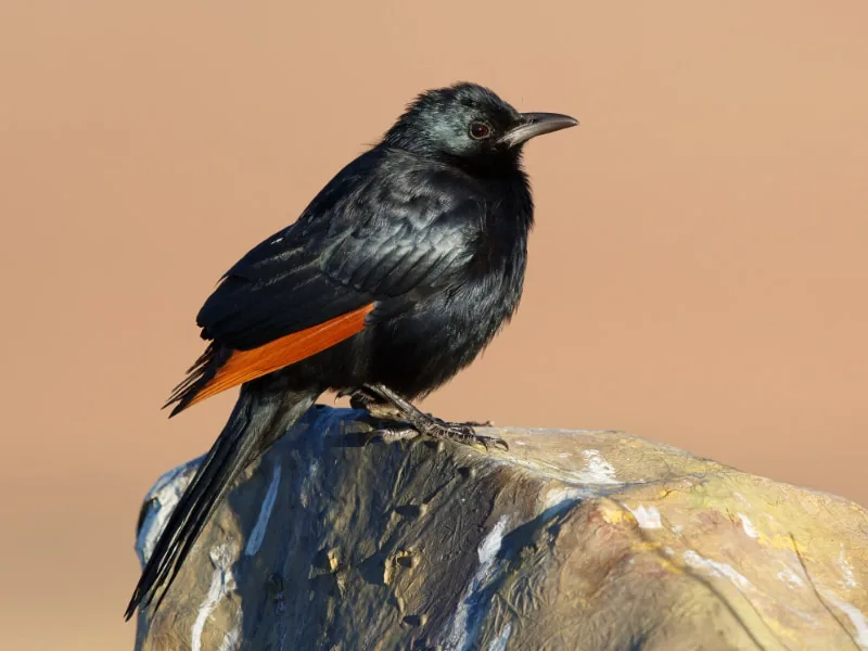 Red-winged starling (Onychognathus morio)