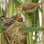 Reed warbler feeds a common cuckoo nestling