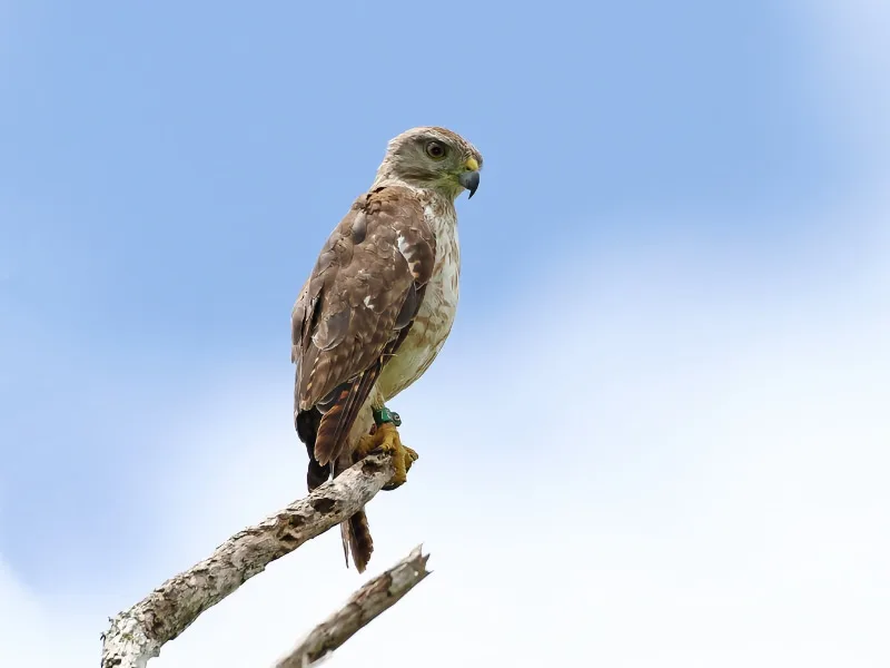 Ridgway's hawk (Buteo ridgwayi)
