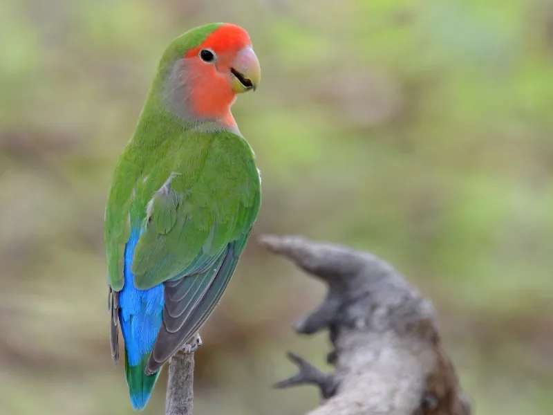 Rosy-faced lovebird (Agapornis roseicollis)