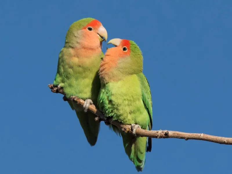 Rosy-faced lovebirds pair