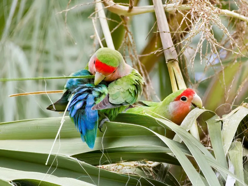 Rosy-faced lovebirds stripping palm fibers