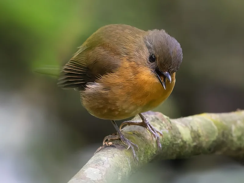 Rubeho akalat (Sheppardia aurantiithorax)