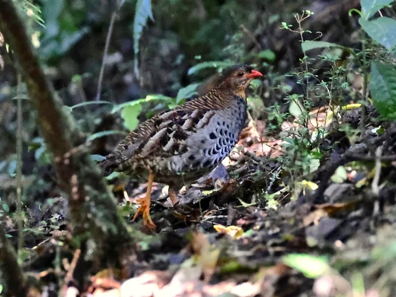 Rubeho forest partridge (Xenoperdix obscuratus)