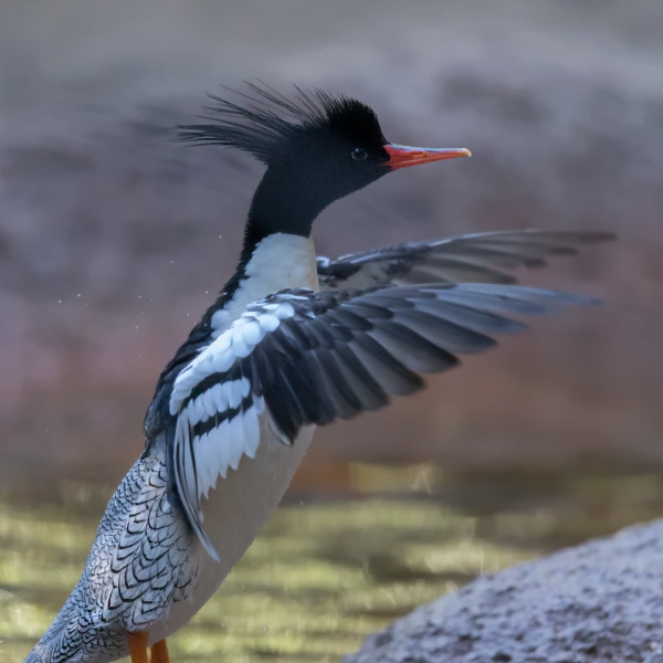 Scaly-sided merganser (Mergus squamatus)