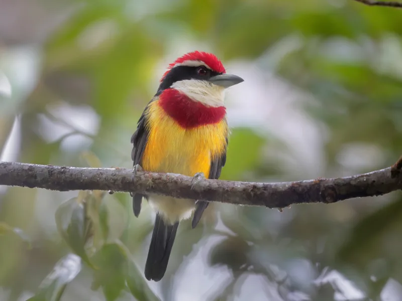 Scarlet-banded barbet (Capito wallacei)