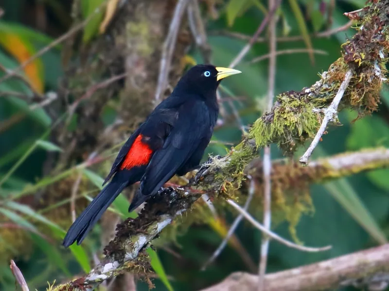 Scarlet-rumped cacique (Cacicus uropygialis)