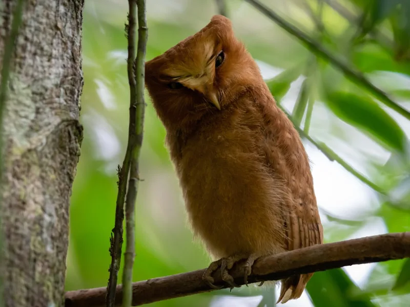 Serendib scops-owl (Otus thilohoffmanni)