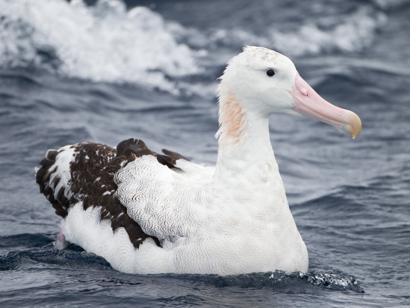 Snowy albatross (Diomedea exulans)