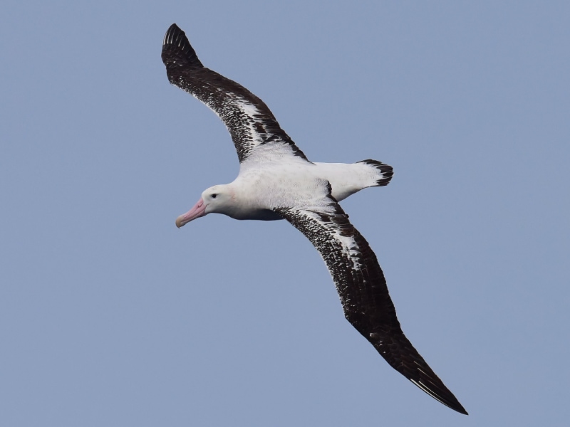 Snowy albatross (Diomedea exulans)