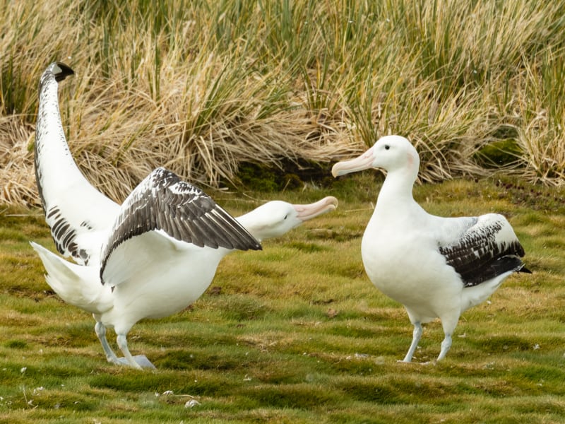 Snowy albatross pair performing courtship display