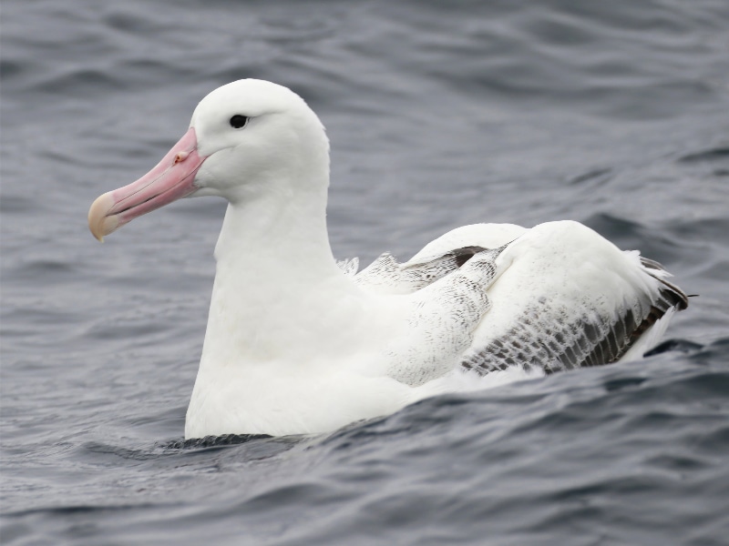 Southern royal albatross (Diomedea epomophora)