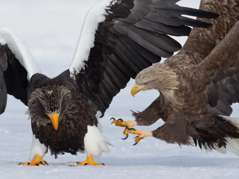 Steller's sea eagle and white-tailed eagle in aggressive interaction