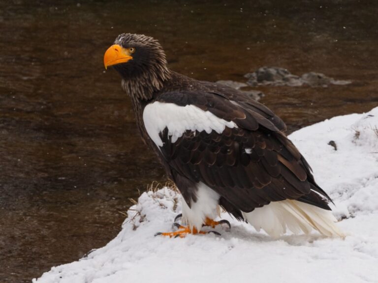 16 of the world's rarest eagles, and why they're in danger