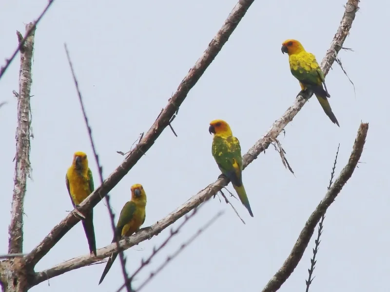 Sulfur-breasted parakeets (Aratinga maculata)