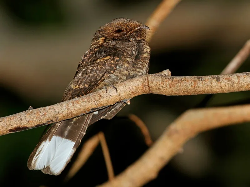 Timor nightjar (Caprimulgus ritae)