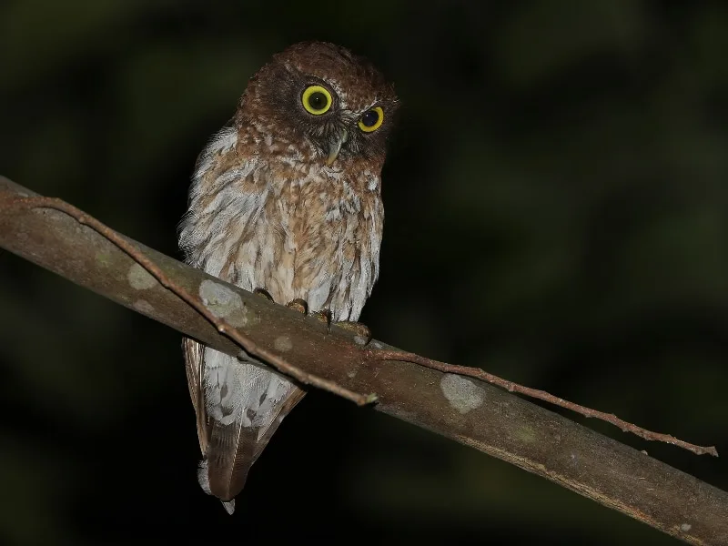 Togian boobook (Ninox burhani)