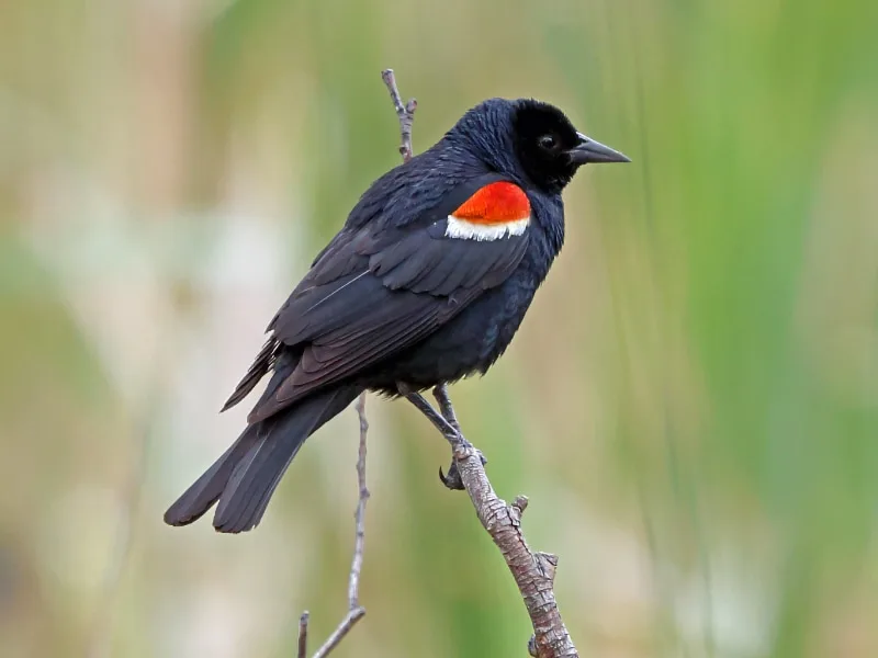 Tricolored blackbird (Agelaius tricolor)