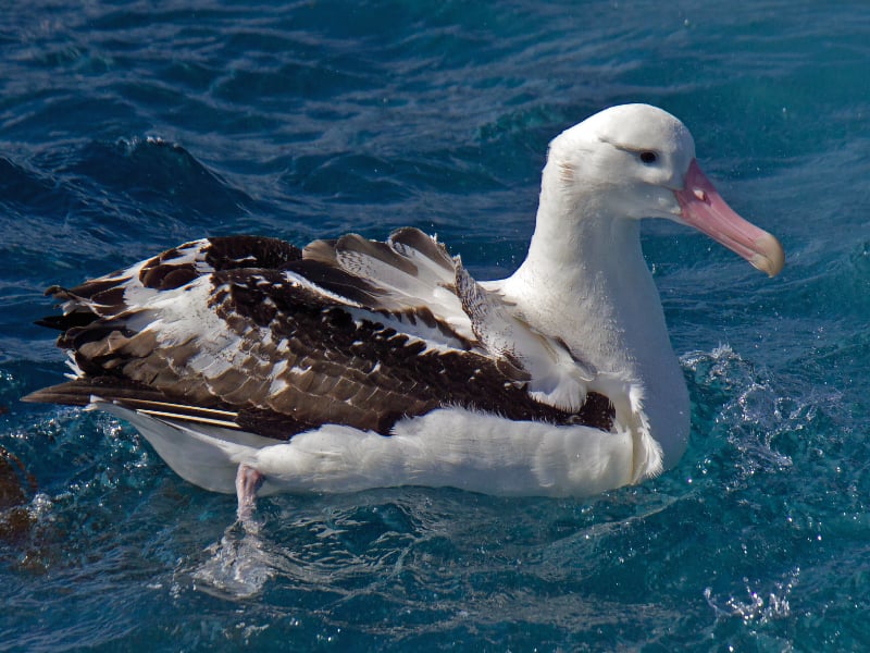 Tristan albatross (Diomedea dabbenena)