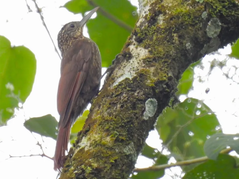 Tschudi's woodcreeper (Xiphorhynchus chunchotambo)