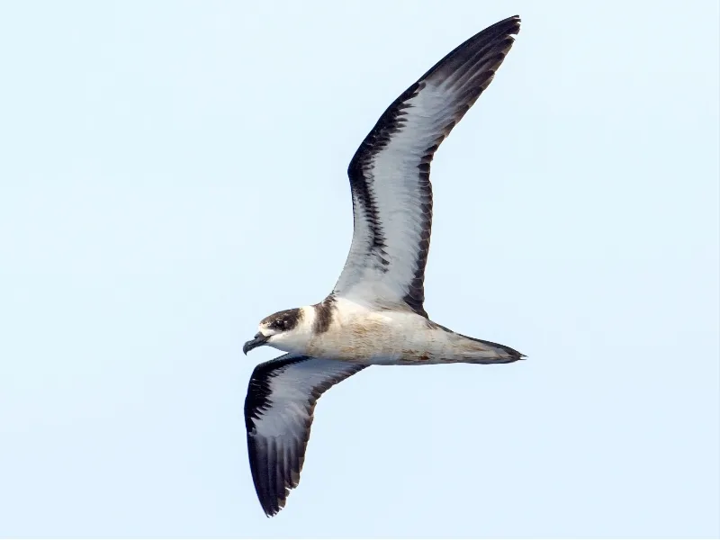 Vanuatu petrel (Pterodroma occulta)