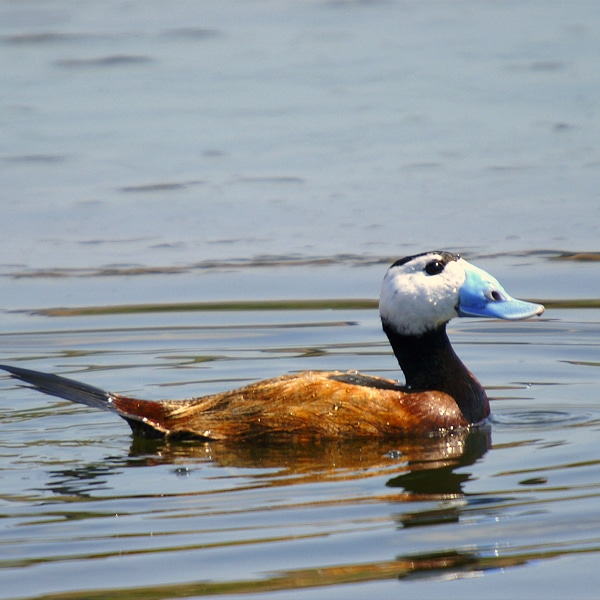 White-headed duck (Oxyura leucocephala)