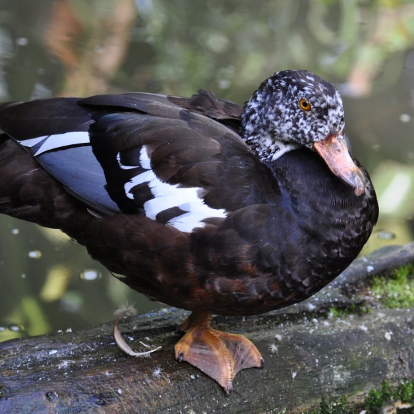 White-winged duck (Asarcornis scutulata)