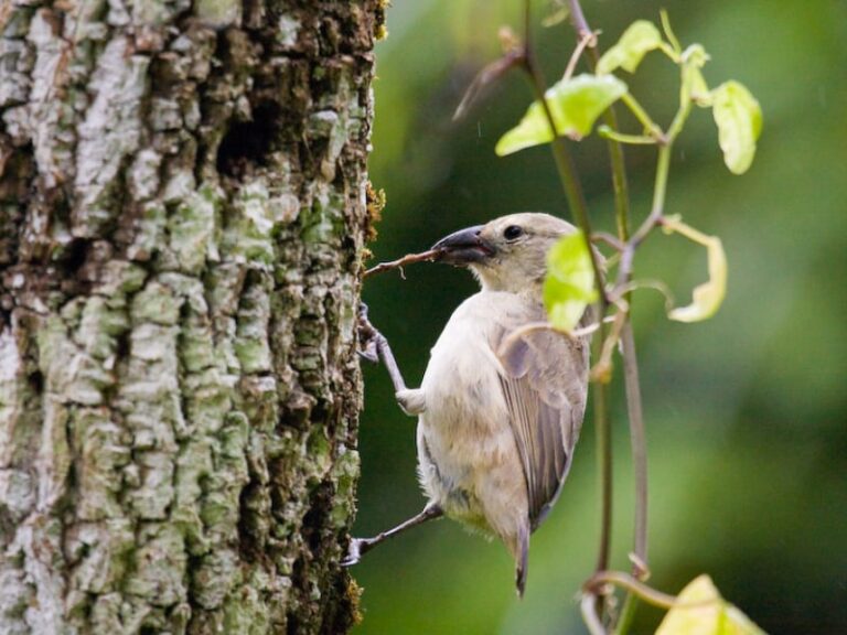 18 smartest birds and how their intelligence is measured