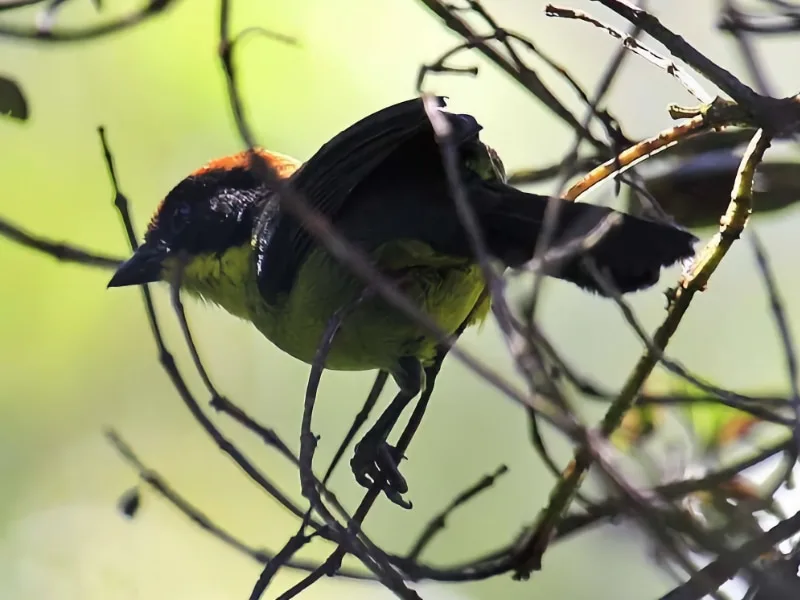 Yariguies brush finch (Atlapetes latinuchus yariguierum)