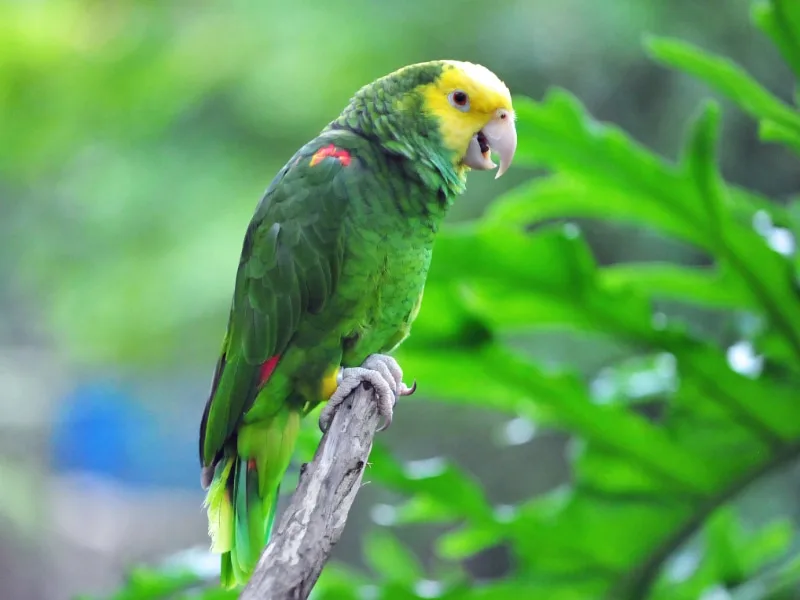 Yellow-headed amazon (Amazona oratrix)