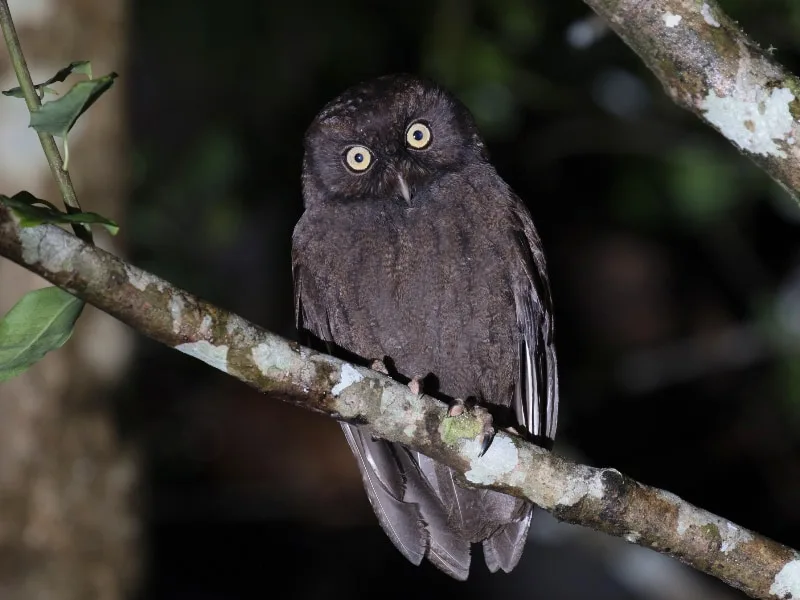 Anjouan scops owl (Otus capnodes)