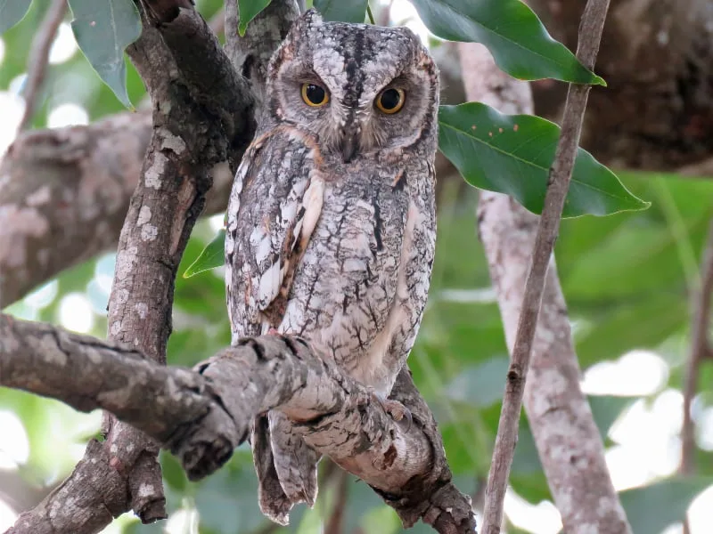 Annobon scops owl (Otus feae)