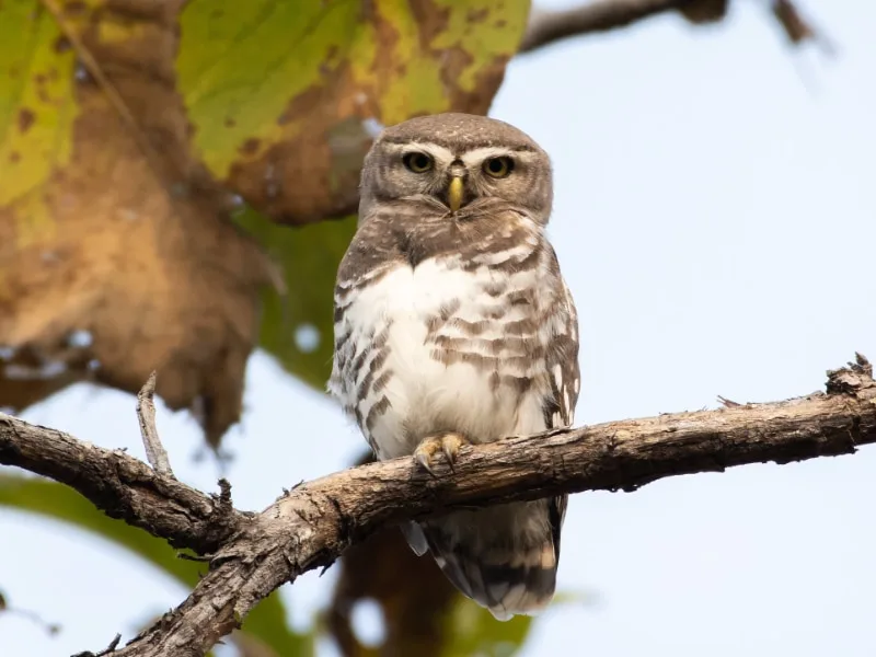 Forest owlet (Athene blewitti)