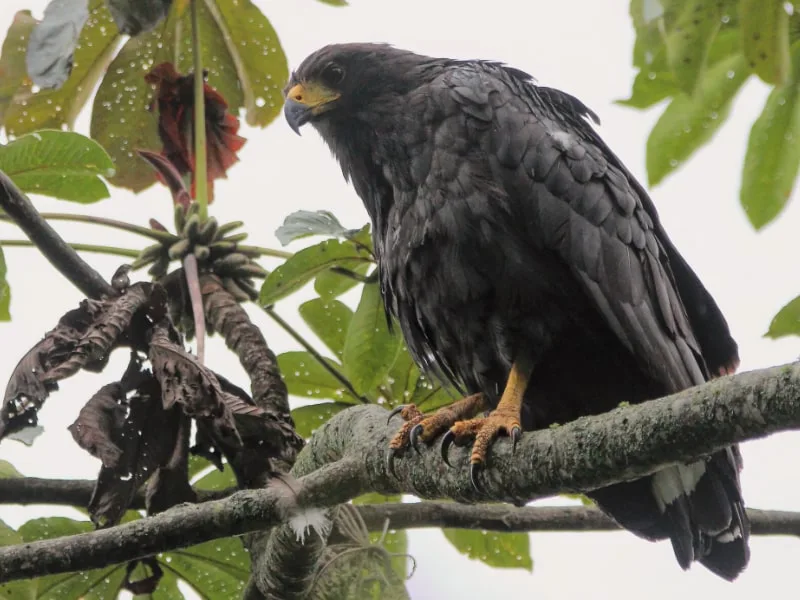Black solitary eagle (Buteogallus solitarius)