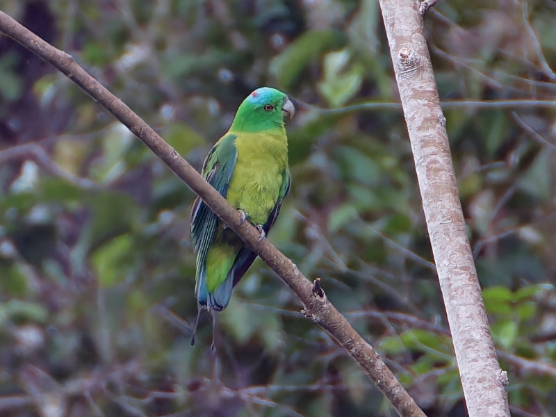 Blue-winged racket-tail (Prioniturus verticalis)