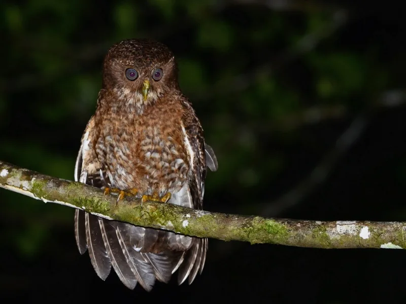 Camiguin boobook (Ninox leventisi)