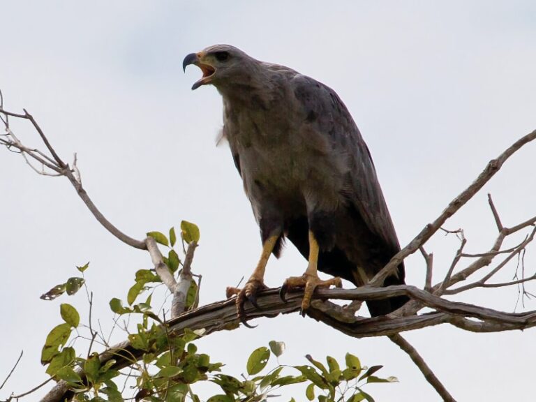 16 of the world's rarest eagles, and why they're in danger