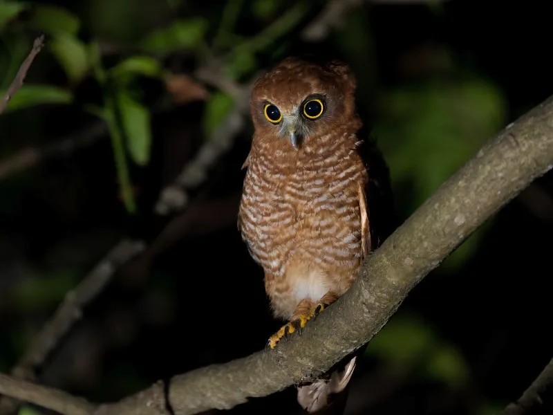 Christmas Island boobook (Ninox natalis)