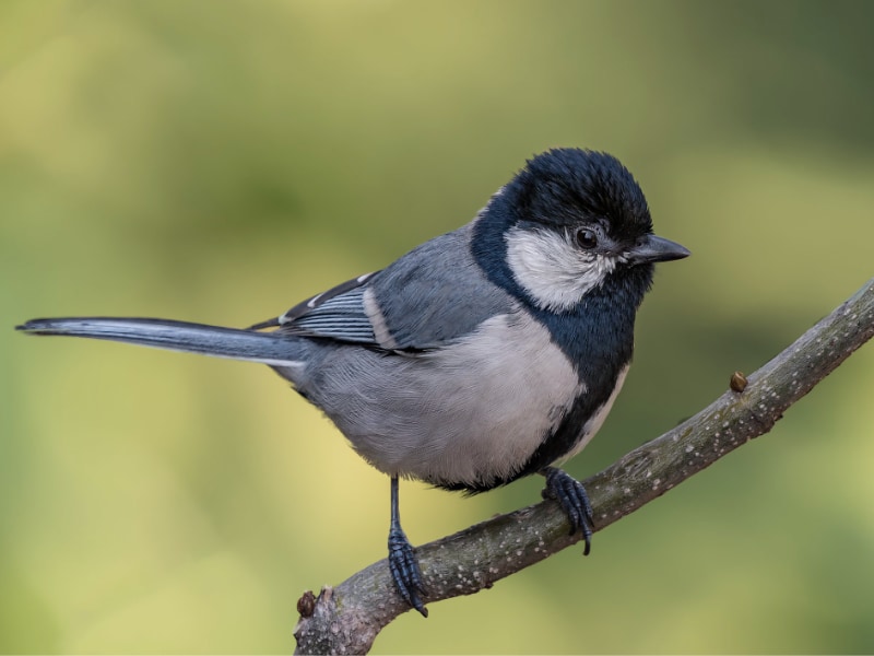 Cinereous tit (Parus cinereus)