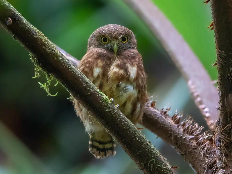 Cloud-forest pygmy owl (Glaucidium nubicola)