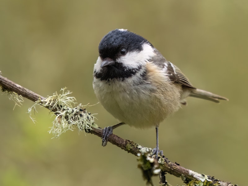 Coal tit (Periparus ater)