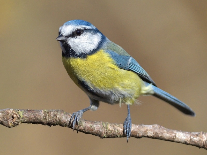 Eurasian blue tit (Cyanistes caeruleus)