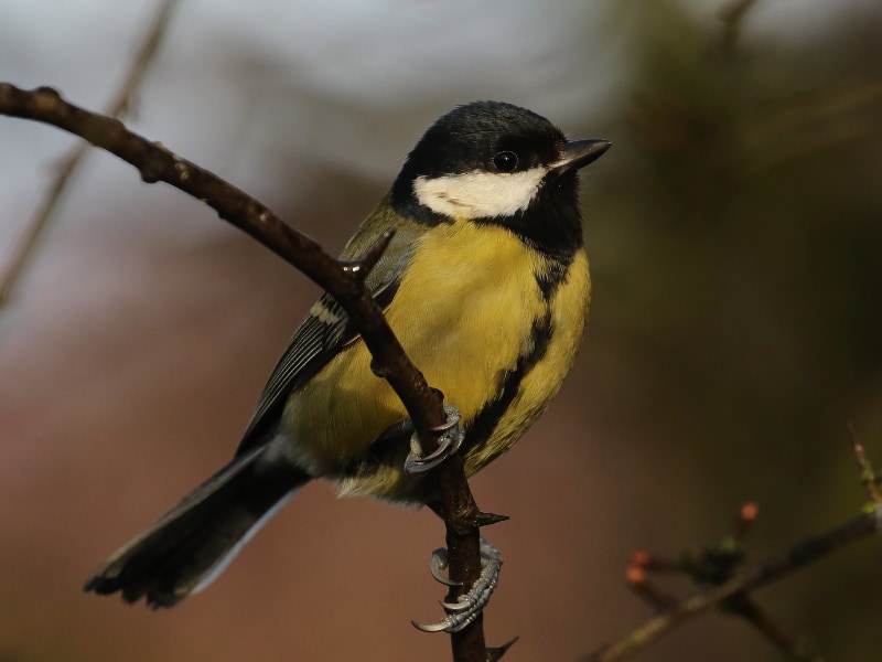 Female great tit