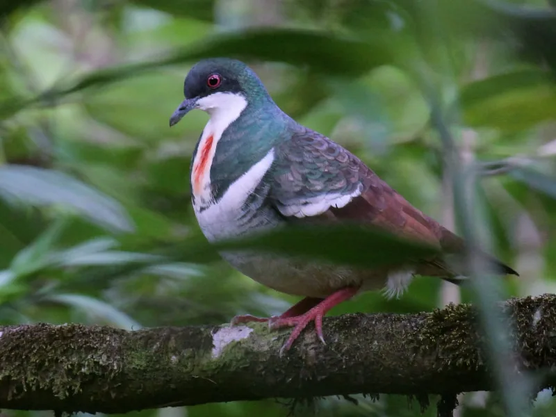 Negros bleeding-heart (Gallicolumba keayi)