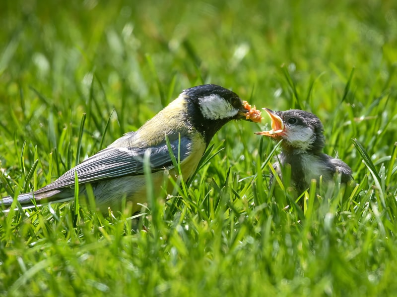 Great tit feeding its fledgling